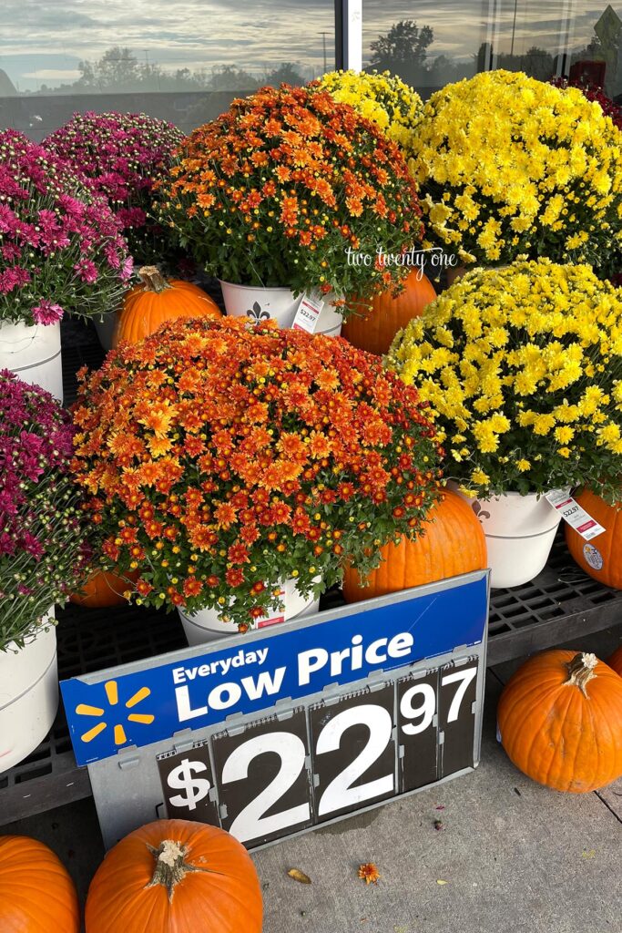 orange, purple, yellow mums and orange pumpkins for sale at Walmart