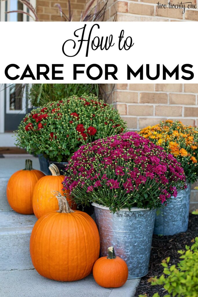 how to care for mums