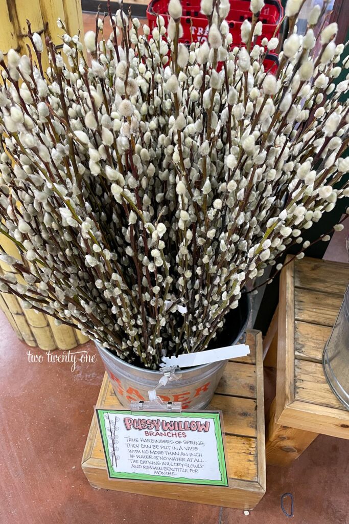pussywillow branches at Trader Joe's
