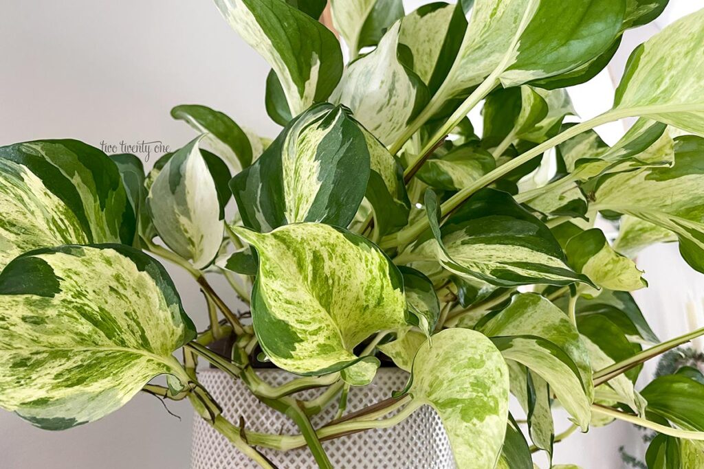 Manjula pothos with yellow, green, and white marbled leaves.
