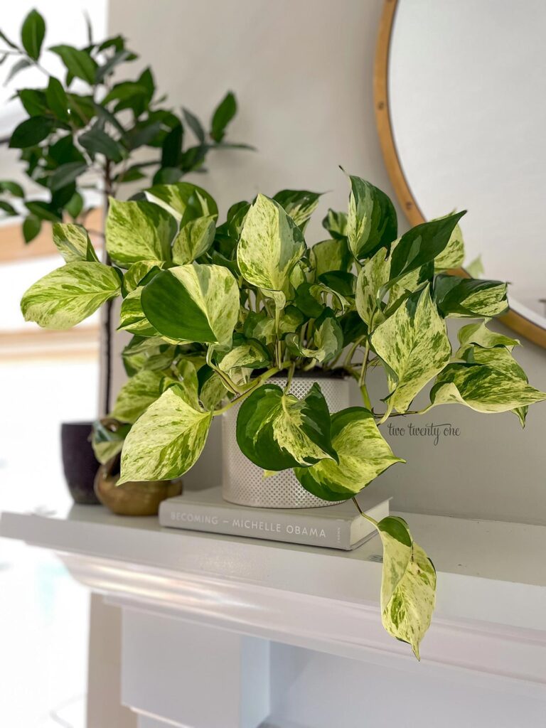 Manjula pothos setting on a fireplace mantle. A faux tree and small, brass swan are to the left of the pothos.
