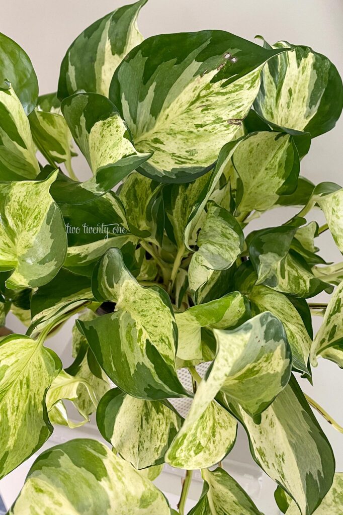 leaves of a manjula pothos