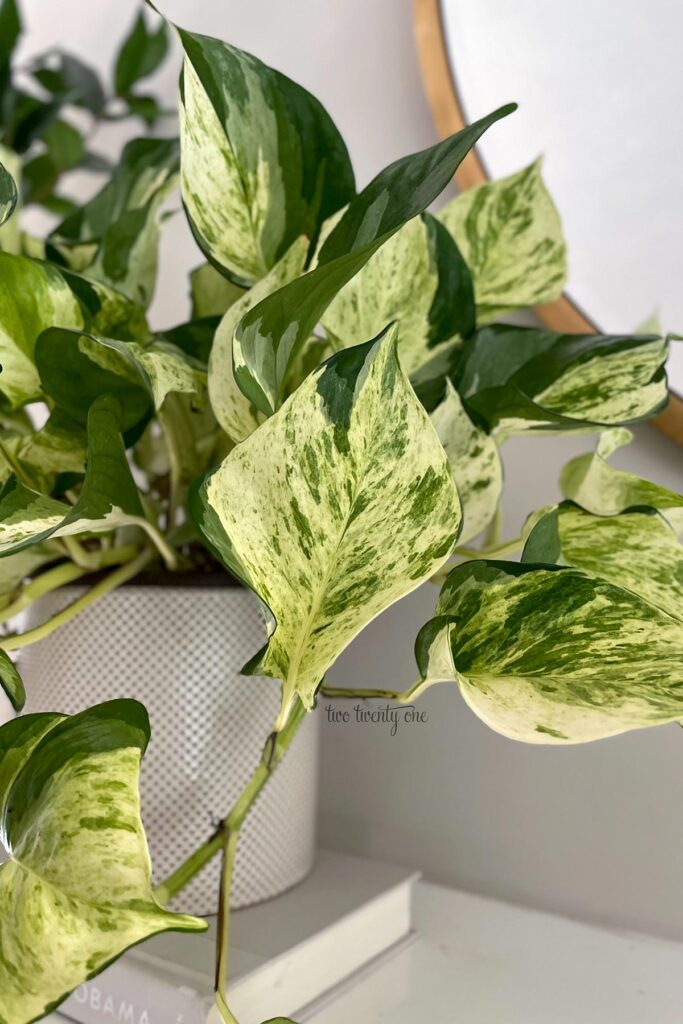 Manjula pothos in a white, textured planter.