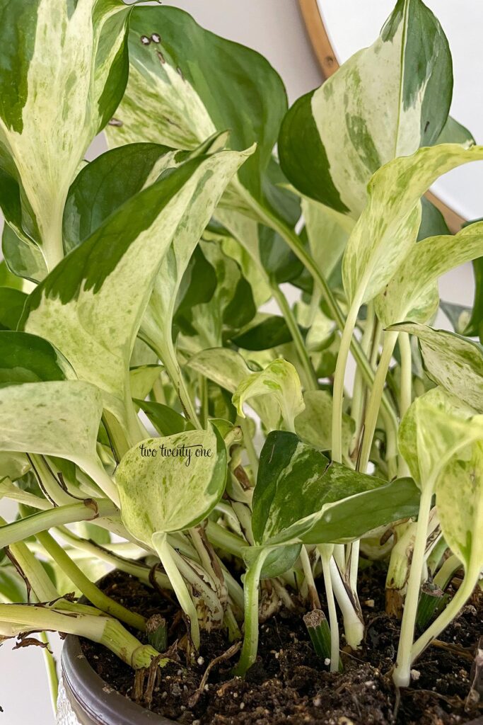 Stems and leaves of a manjula pothos shows that the stems mound and move upward before trailing.
