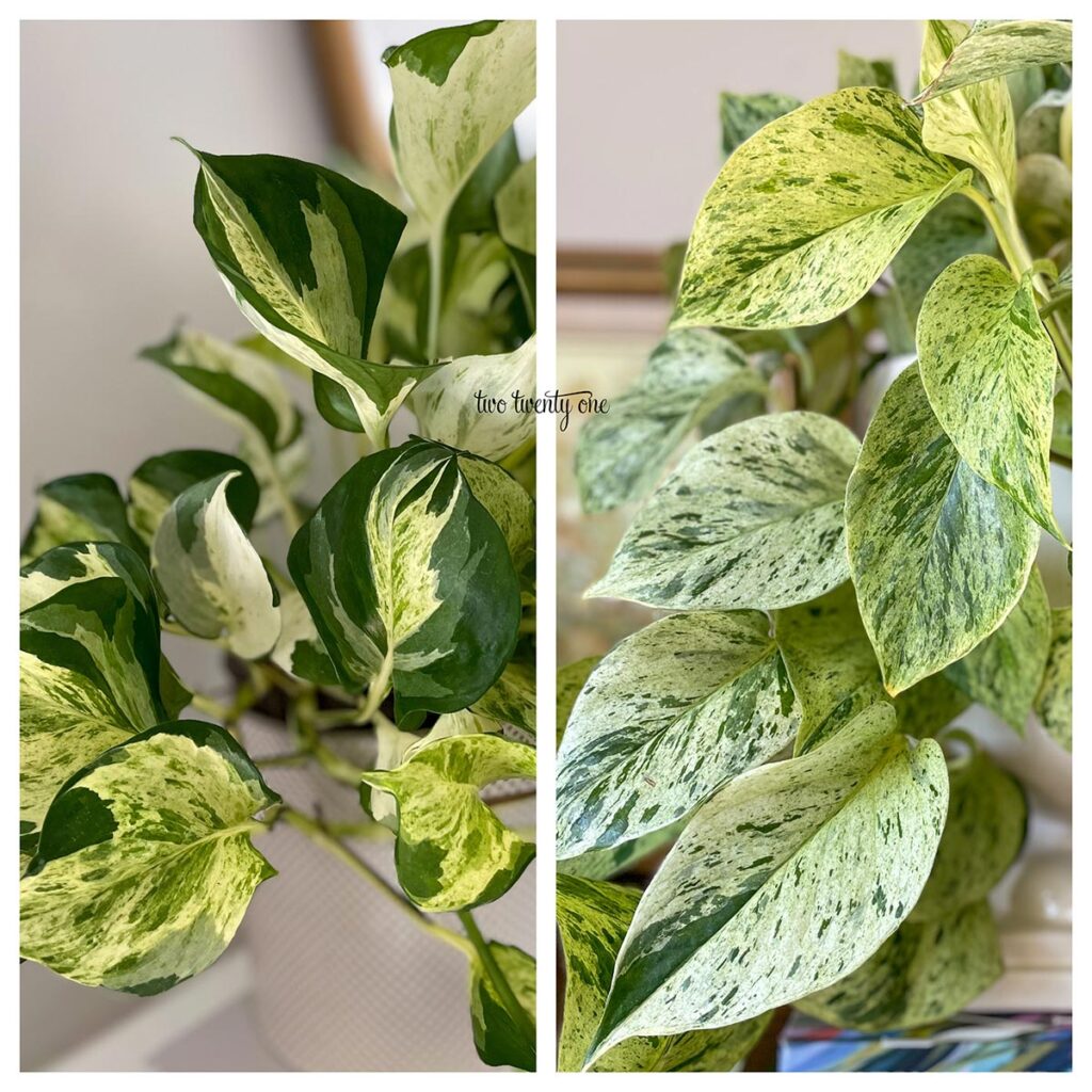 A side by side photo comparing the manjula pothos and marble queen pothos.