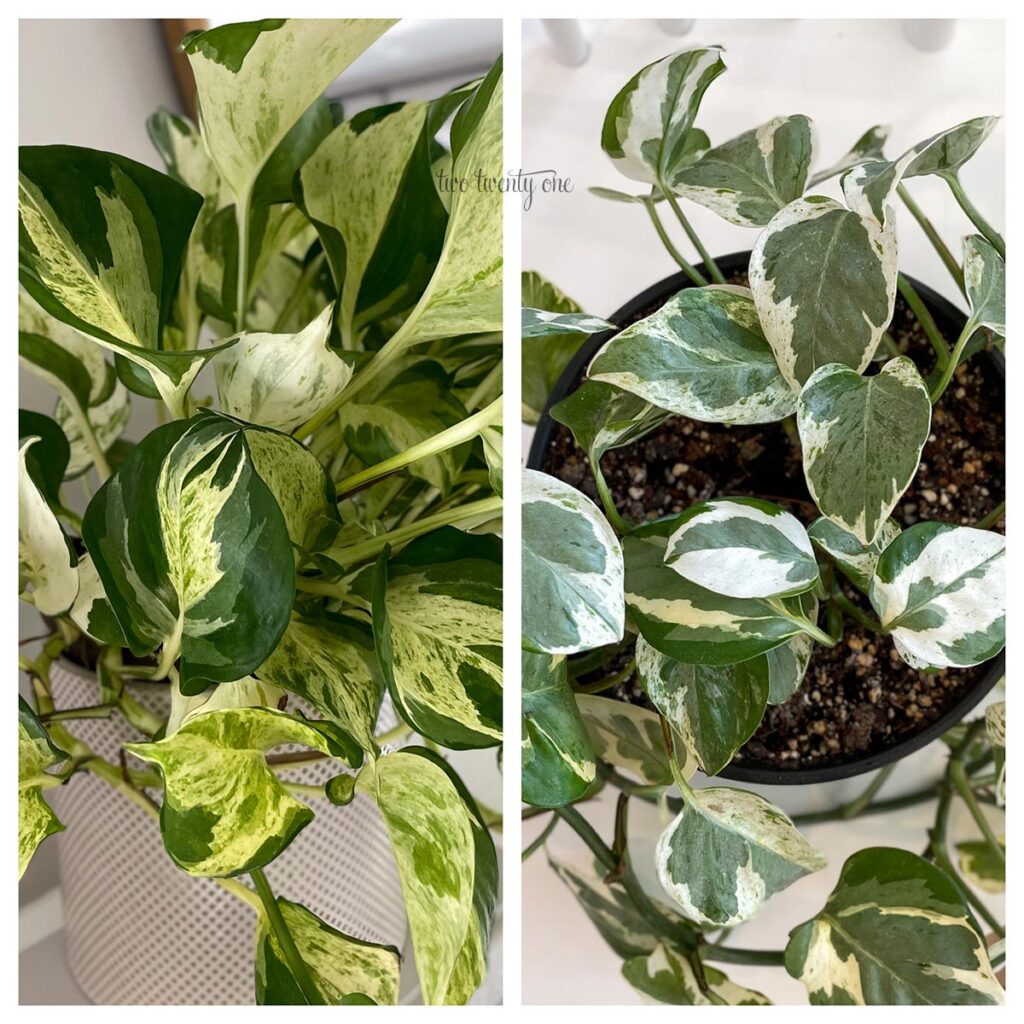 A side by side photo comparing the appearance of the manjula pothos and pearls and jade pothos.