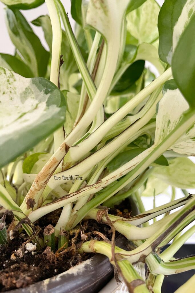 Stems and leaf petioles of the manjula pothos.