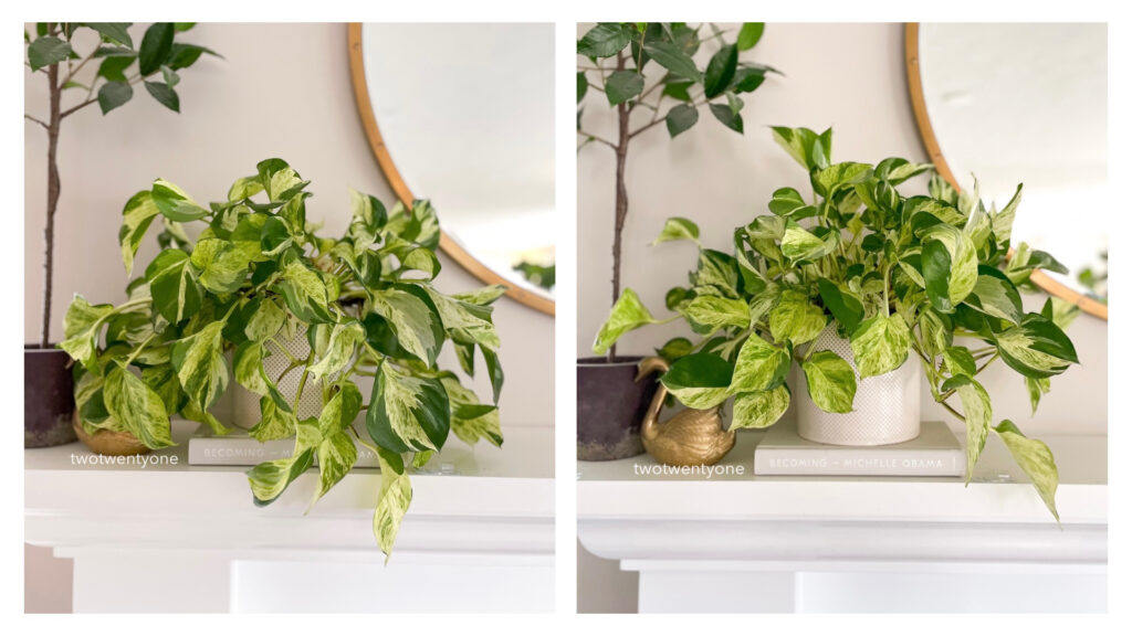 Side by side photos of a manjula pothos. In the photo on the left side, the pothos leaves are drooping. In the photo on the right side, the pothos leaves are upright.