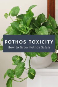 Pothos Toxicity and How to Grow Pothos Safely