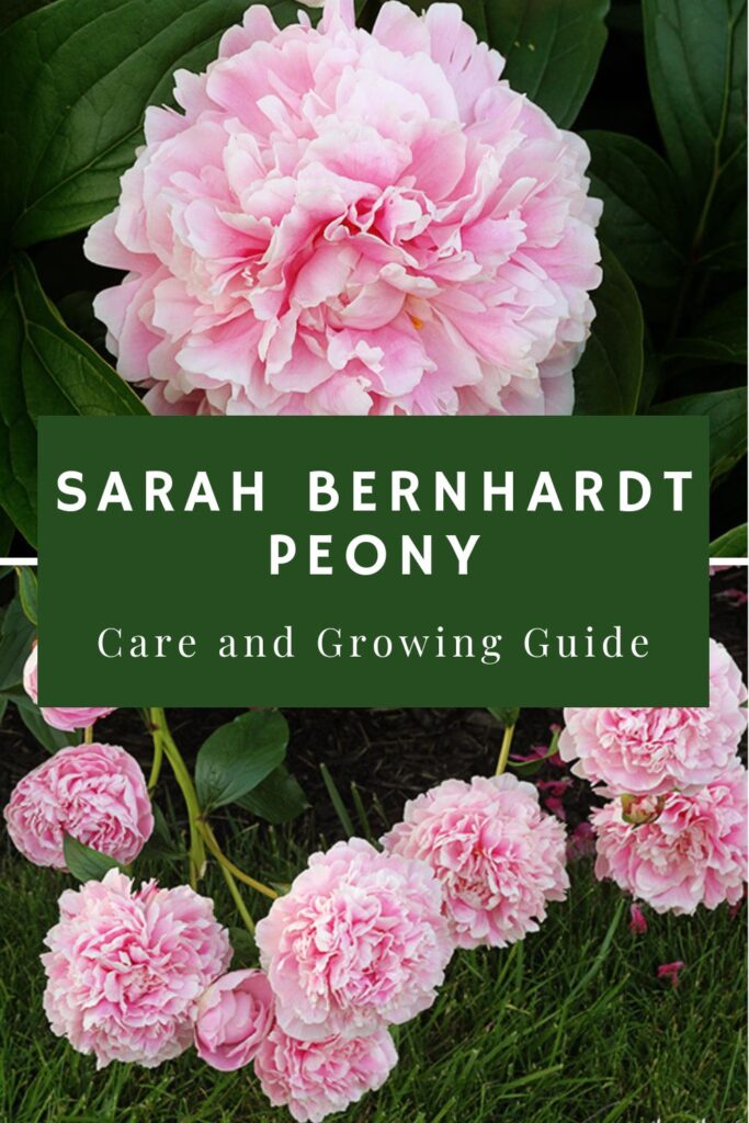 Sarah Bernhardt Peony Care and Growing Guide reads the text overlay. Photos of pink, Sarah Bernhardt peonies are in the background.