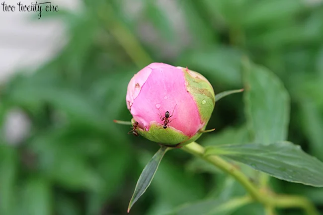 Two ants crawling around on a pink peony bud