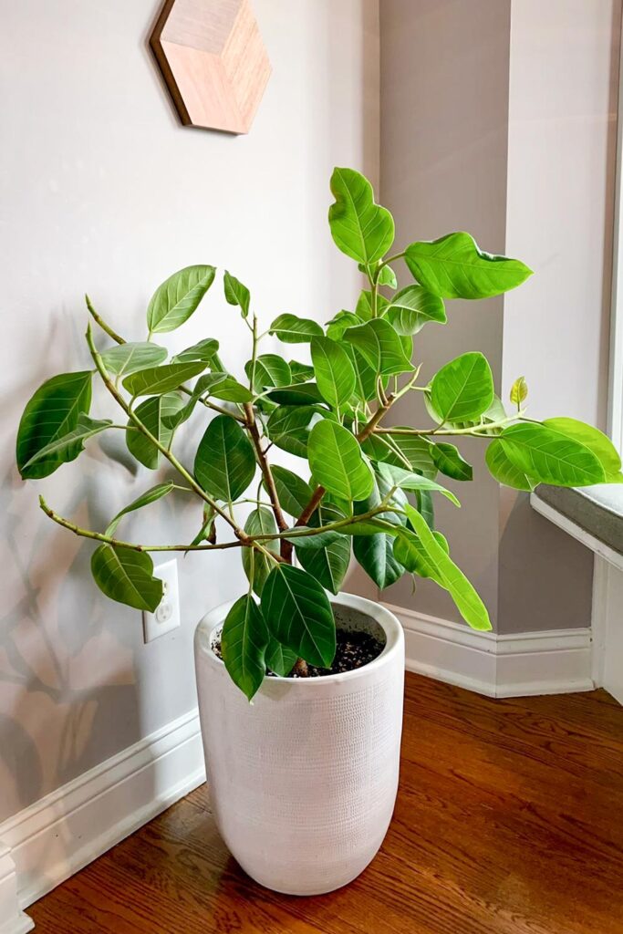 Ficus Audrey plant in white planter