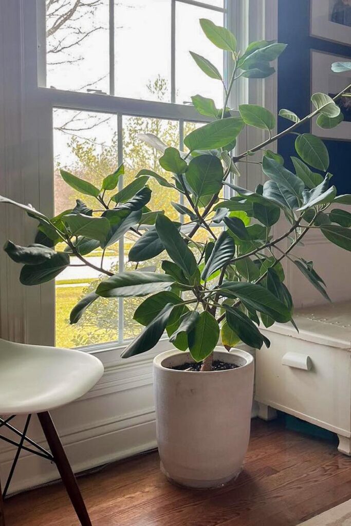 Large Ficus Audrey plant in white planter