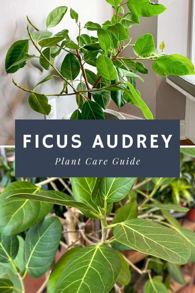 Ficus Audrey Care Guide