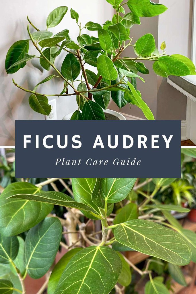 Ficus Audrey Plant Care Guide