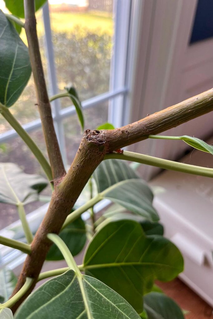 Branch of a Ficus Audrey