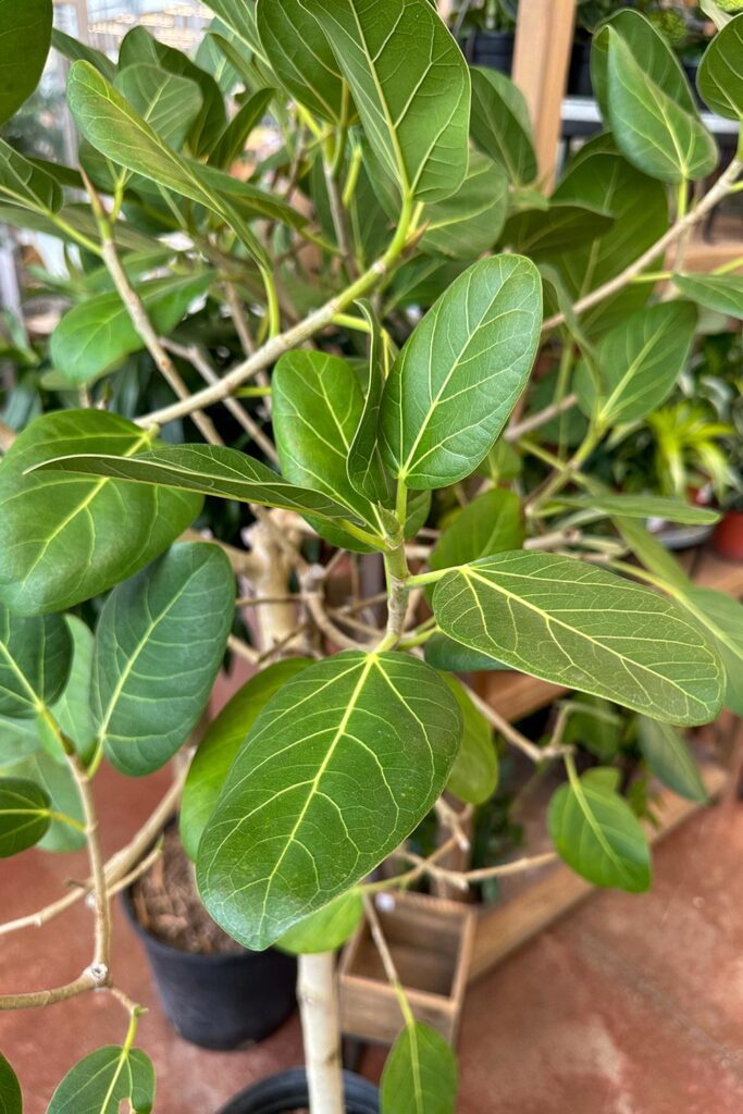 Ficus Audrey leaves