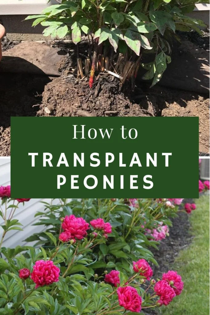 How to transplant peonies reads the text overlay. Photos of peonies are in the background.