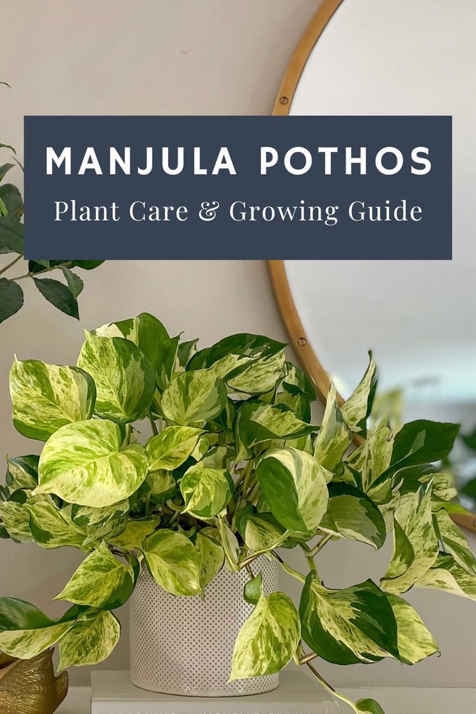 Manjula Pothos Care Guide