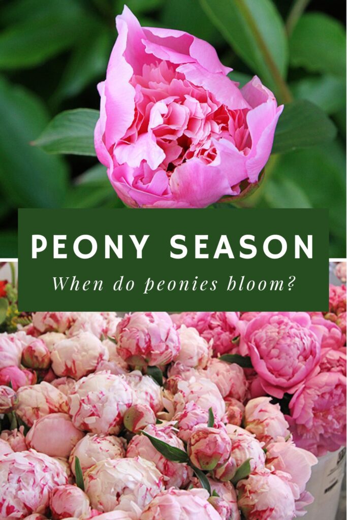 Peony Season - When do peonies bloom? reads center text. Photos of pink peonies in the background.