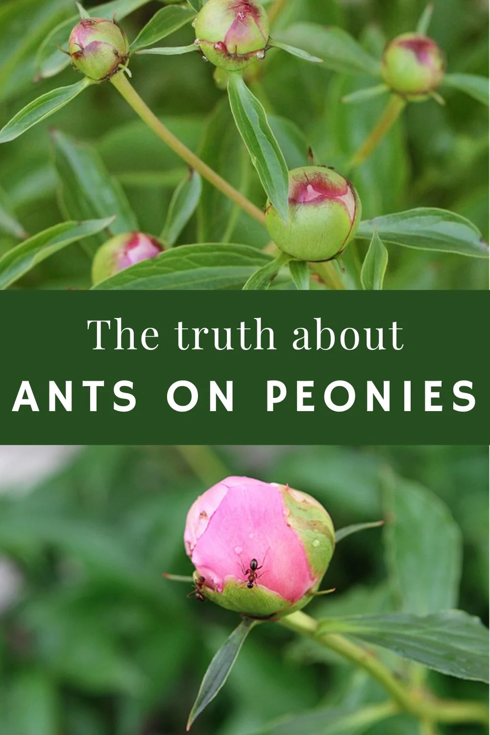 Peonies and Ants