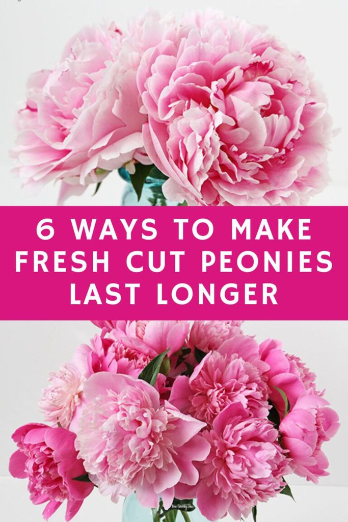 Vases of fresh cut pink peonies. The text overlay reads "6 Ways to Make Fresh Cut Peonies Last Longer".