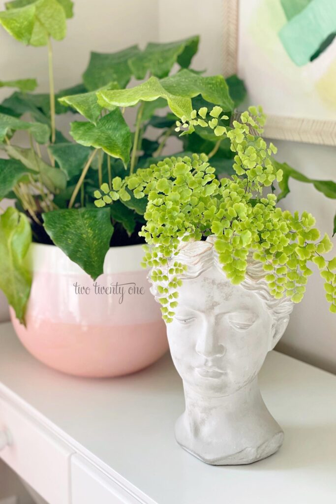 A maidenhair fern sits inside a gray, female bust planter on a white console table. A Calathea Network in a white and pink pot is behind the Maidenhair fern.