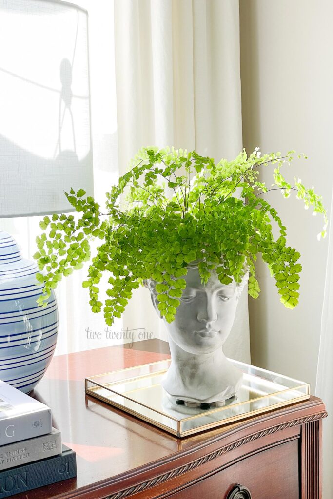 A Maidenhair fern is growing out the of the head of a gray, female bust planter. The planter sits on top of a mirrored tray on a wooden dresser. A lamp also sits on top of the dresser.