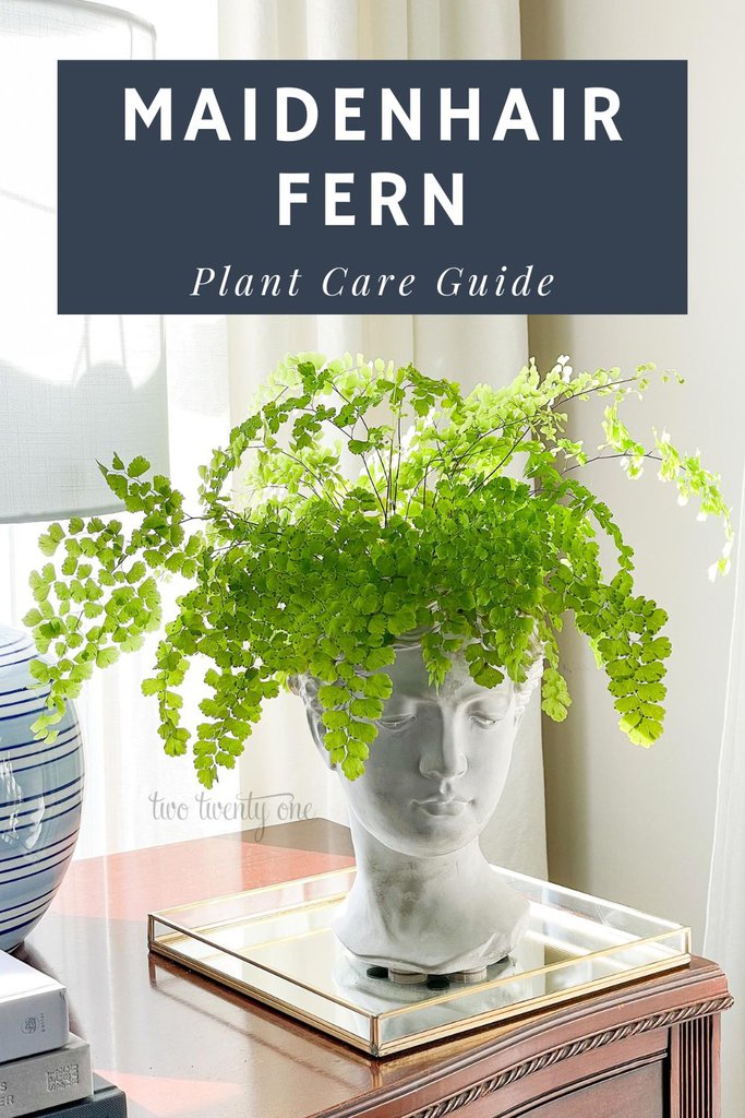 Photo of a Maidenhair Fern on top of a dresser. Text overlay reads "Maiden Hair Fern Plant Care Guide".