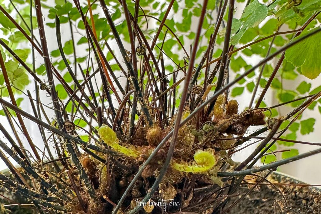 fern fronds