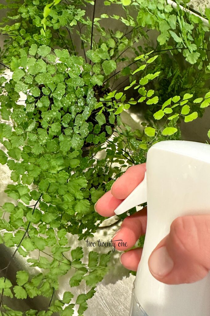 A plant sits inside a kitchen sink. It is being sprayed with water from a spray bottle.