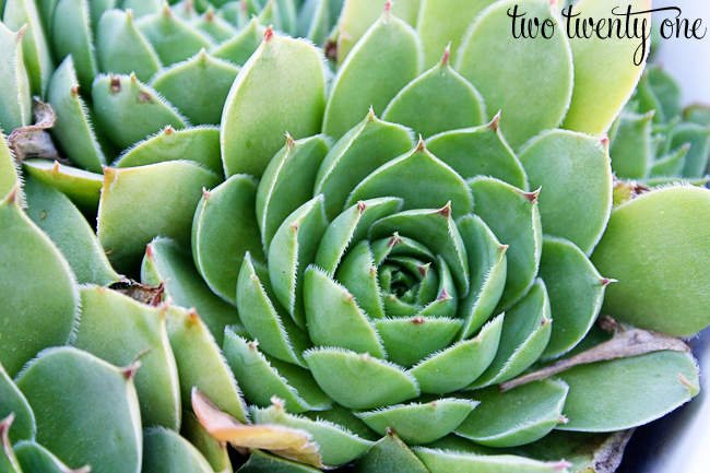 how to grow succulents